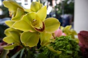 Beautiful green orchids in a bouquet. Beautiful exotic flowers 