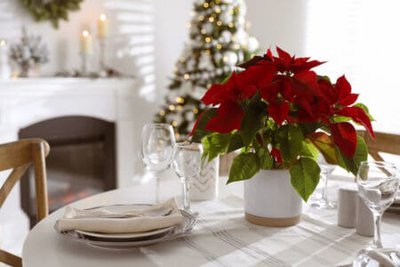 Christmas traditional flower Poinsettia on table with festive setting in room