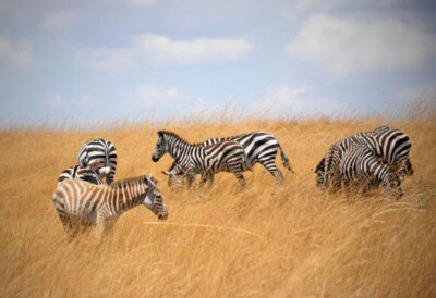 Zebre pasu u visokoj zlatnoj travi pod nebom prošaranim oblacima