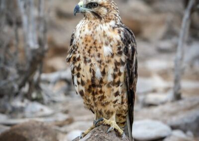 Gavilán de Galápagos