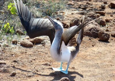 Piqueros patas azules