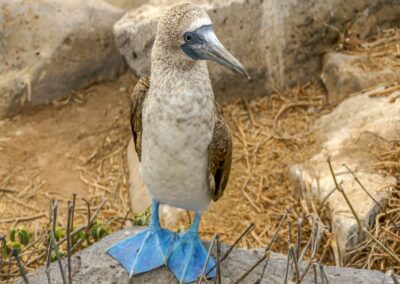 Piquero patas azules