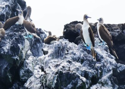 Piquero patas azules