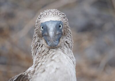 Piquero patas azules