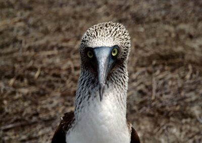 Piquero patas azules