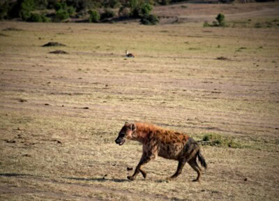 Hijena korača preko suve savane dok u pozadini miruje gazela