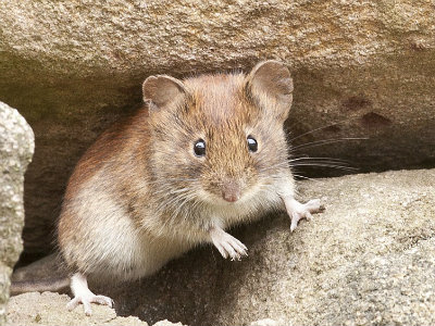 Mouse (Disease Vector)