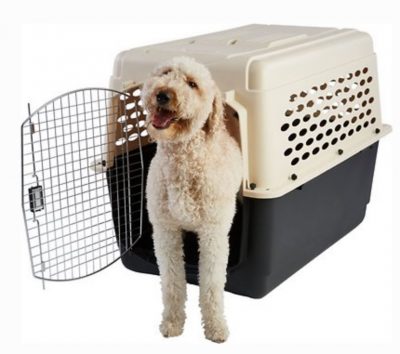 Plastic Dog Crate with Dog Sticking his body out of it.