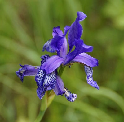 siberian iris