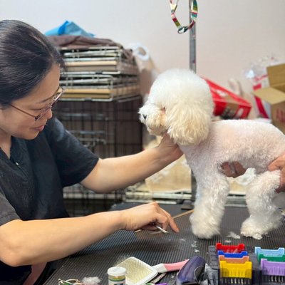 333Dog-Care 鈴木沙織がボランティアトリミングをしている