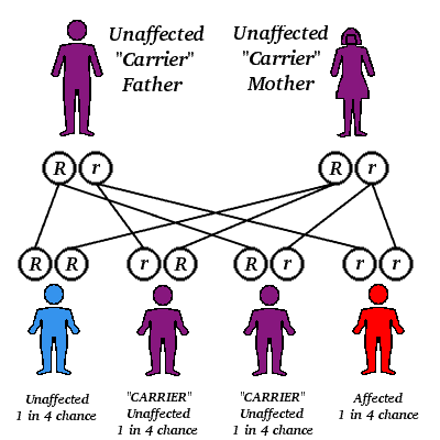 Autorecessive genes