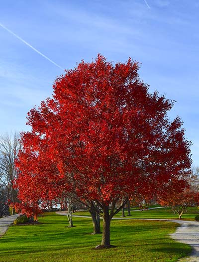 Red Maple