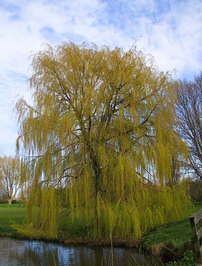 weeping willow