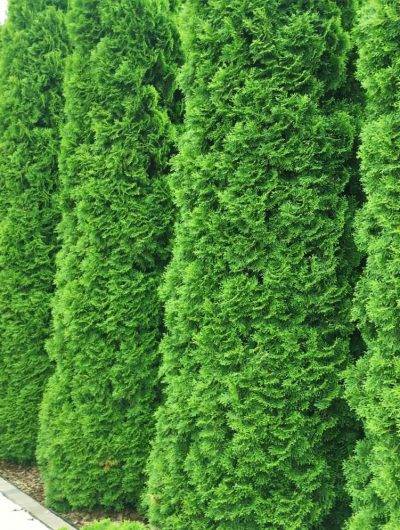 Thuja Smaragd Thujor Thuja