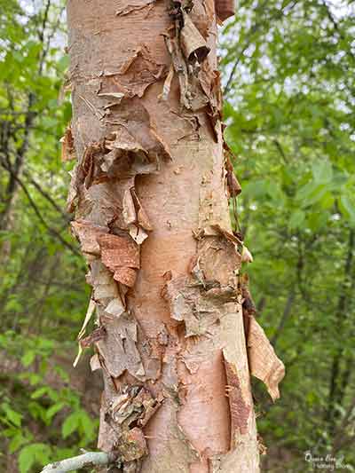 river birch bark