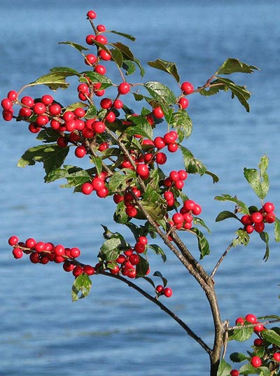 winterberry branch with berries