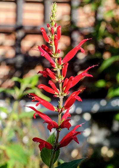 red cardinal flower