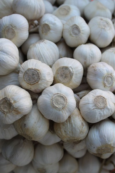 Garlic