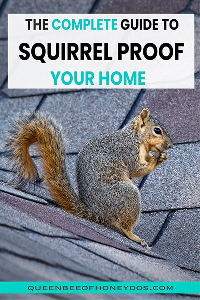 Get Rid of Squirrels in the Attic, Wall & Garden: 17 Useful Tips and Tricks  Here - Reolink Blog