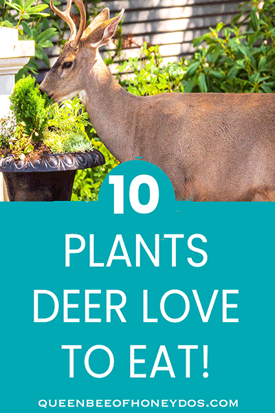 10 Plants Deer Love to Eat! (pin)