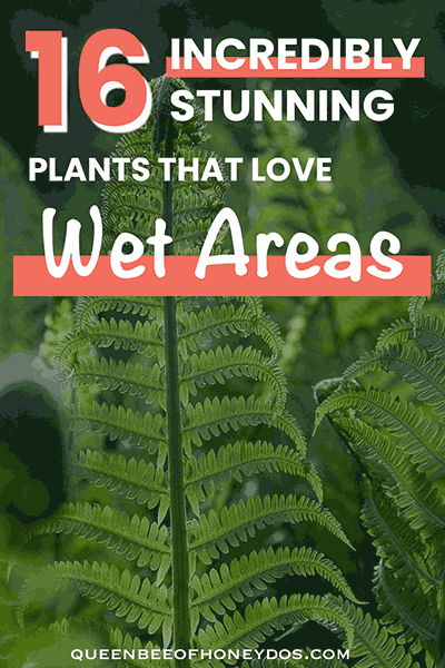 Best Plants for Wet Soil - pin