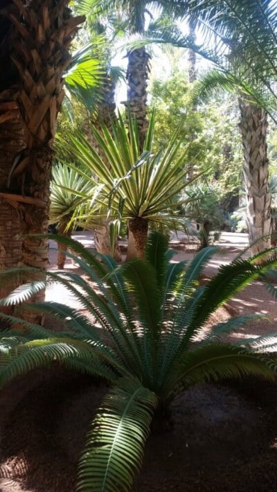 Palme, agave i paprati u senci tropskog vrta sa peščanim stazama