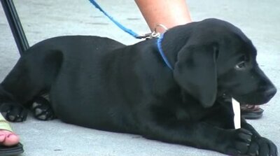 Graduação do cão-guia