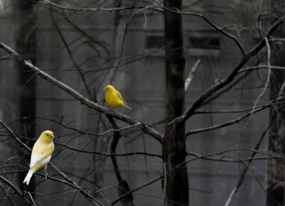 Yellow birds with gray background