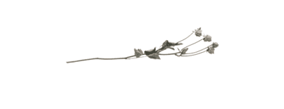 four dried pink roses on a single stem used as an herbal aphrodisiac