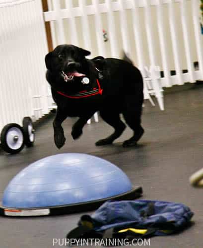 Stetson, nosso primeiro filhote de cachorro-guia em treinamento