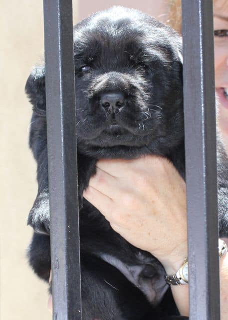 Black Lab Puppy