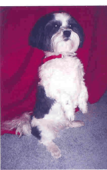 Lhasa Apso sits pretty with red backdrop