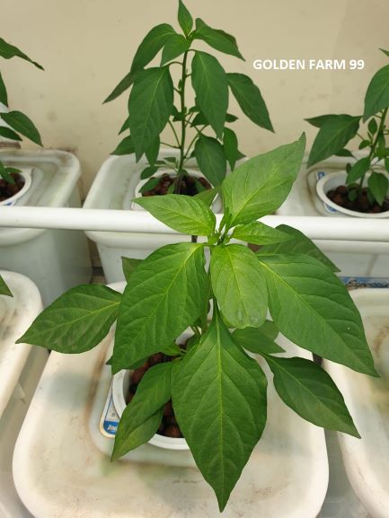 menanam cabe hidroponik