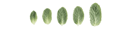 peppermint leaves