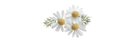 three fresh chamomile flowers with leaves