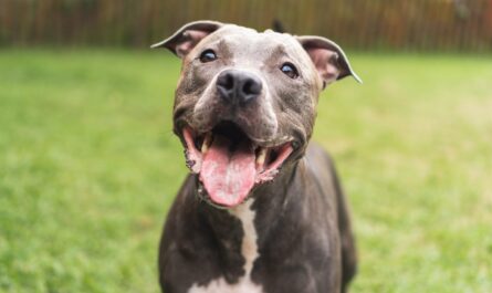 Right Nutrition for Your Dog’s Needs