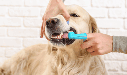 Brushing the teeth of dog