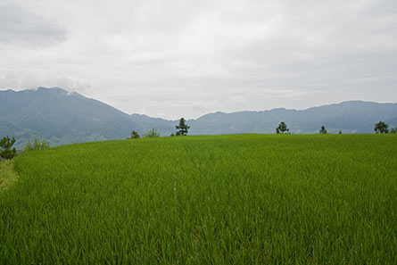 Lonji