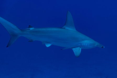 Scalloped Hammerhead In Close