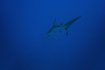 Scalloped Hammerhead - Elegance in Motion