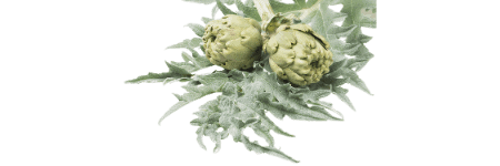 two artichokes with artichoke leaves