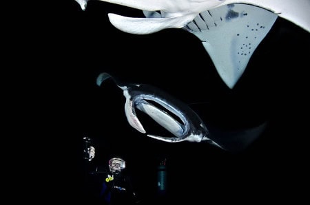 Kona Manta Ray Dive (Steven Smeltzer)