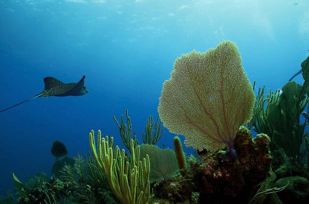 Creatures of the Coral Reef (Steven W Smeltzer)