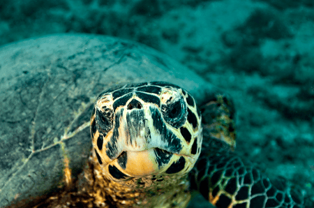 Hawksbill Turtle Portrait