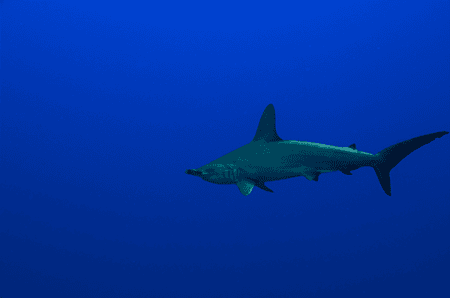 Hammerhead-Shark-Molokai