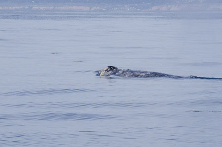 Grey Whales