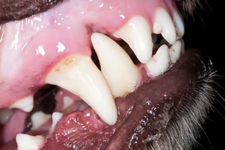 Clean dogs teeth dog dental disease