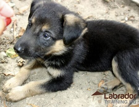 Little black and tan Sheprador Puppy lying in the dirt.