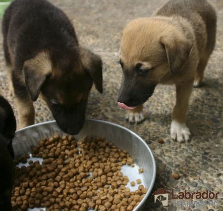 Lab Shepherd Mix Puppies - Two puppies eating their kibble