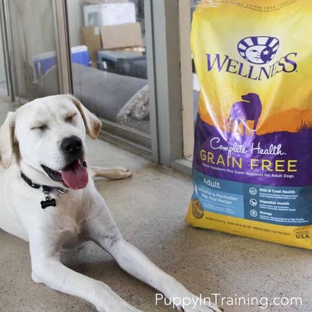 Wellness Complete Health Grain Free Dog Food Review